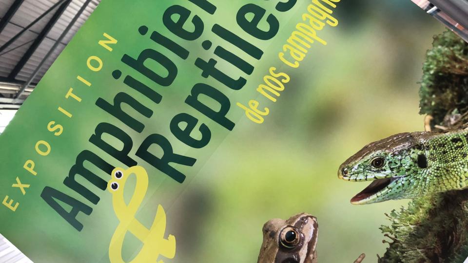 Exposition "Amphibiens et Reptiles" de nos campagnes affiche