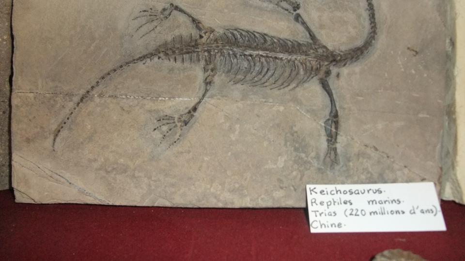 photo fossile1